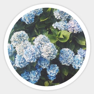 Blue Hydrangea Sticker